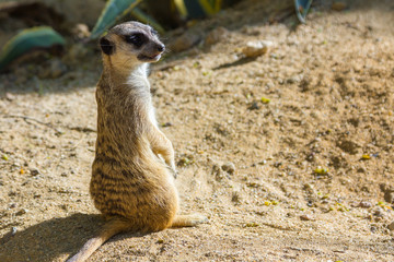 Meerkat (Suricata suricatta)