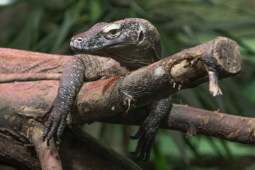 dangerous reptile Komodo Dragon Varanus komodoensis