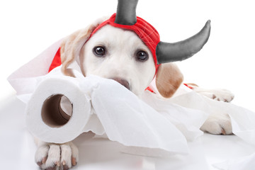 Halloween Devil Dog