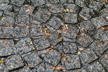 Fallen leaves on wet cobblestone paving