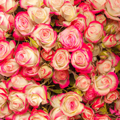 Abstract background of flowers. Close-up.