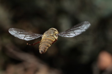 INSECTO VOLANDO