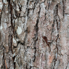 Bark of Pine Tree