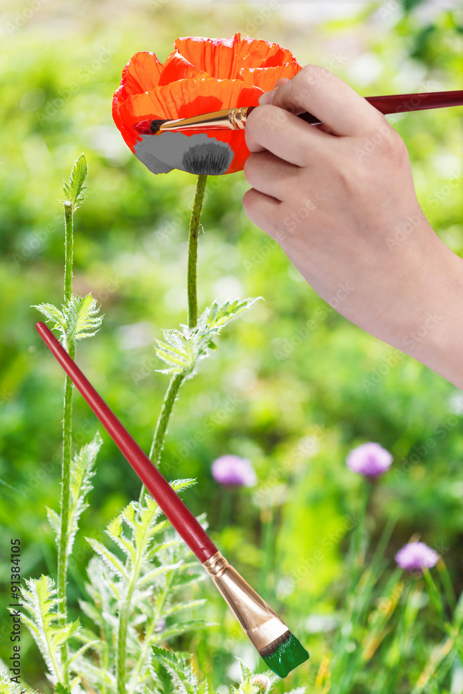 Canvas Prints paintbrush paints red poppy flower