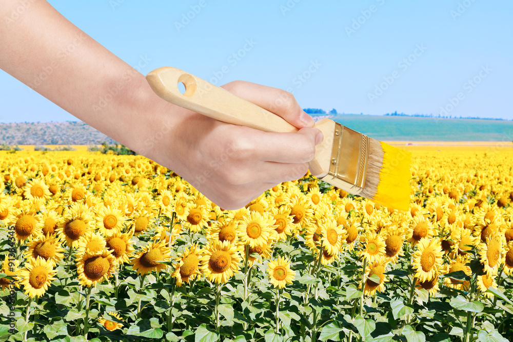 Canvas Prints paintbrush paints yellow field of sunflowers