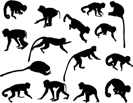 fifteen black isolated monkey silhouettes
