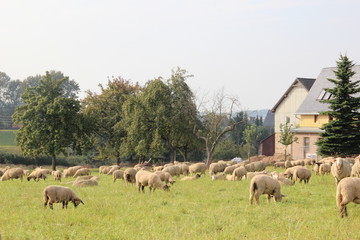 Obraz premium Herde Schafe auf einer Dorfwiese.