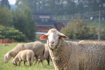Obraz premium Herde Schafe auf einer Dorfwiese.