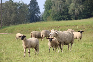 Herde Schafe auf einer Dorfwiese.