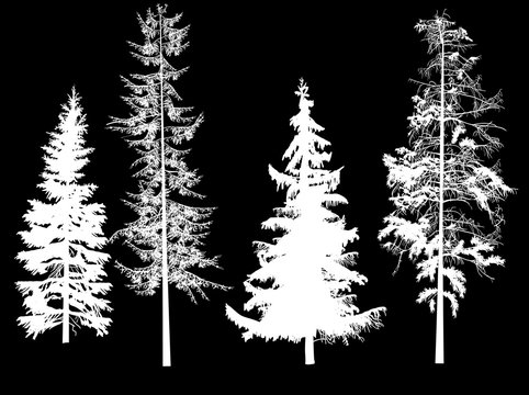 illustration with four white firs on black