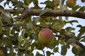 В нашем саду