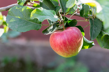 Red ripe fruit of apple on the branch