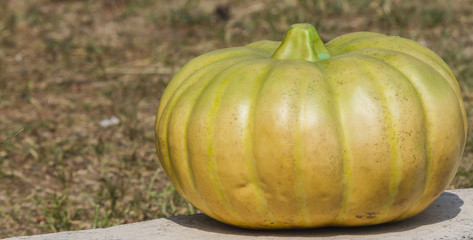 pumpkin in autumn