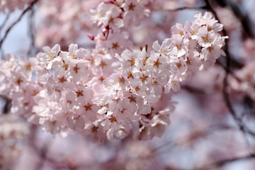 Sakura flower or cherry blossoms.