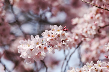 Sakura flower or cherry blossoms.