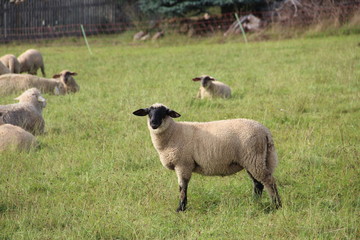Herde Schafe auf einer Dorfwiese.