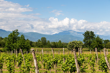 Fototapeta premium grapevine field in the italian countryside