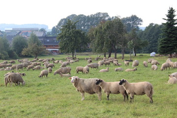 Naklejka na ściany i meble Herde Schafe auf einer Dorfwiese.