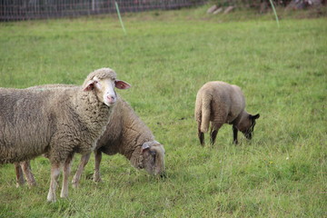 Obraz na płótnie Canvas Herde Schafe auf einer Dorfwiese.