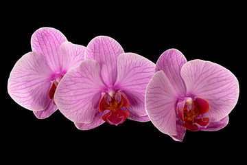 Fototapeta na wymiar Pink orchid on black