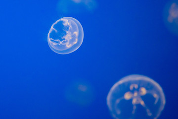 Moon jellyfishes (Aurelia aurita)