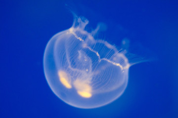 Moon jellyfish (Aurelia aurita)