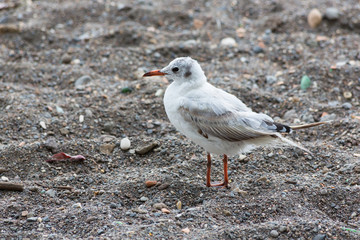 Seagull on the beach