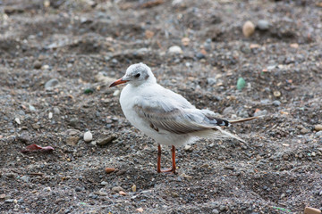 Seagull on the beach