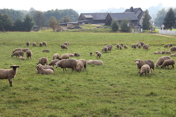 Obraz premium Herde Schafe auf einer Dorfwiese.