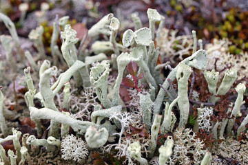 Cladonia floerkeana. Lichen close up