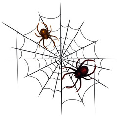 Spinnenpaar