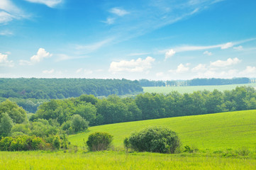 Fototapeta premium picturesque green field and blue sky