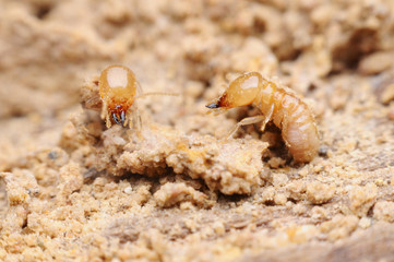 termite