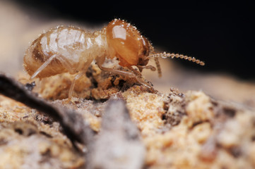 termite
