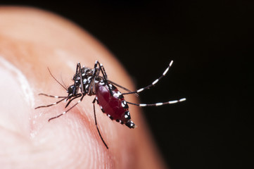 mosquito,malaria