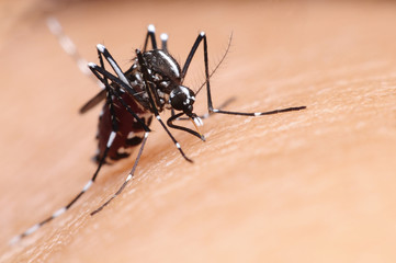 mosquito,malaria