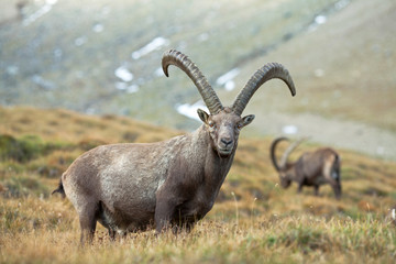 Steinbock im Gebirge