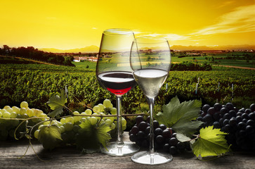Glasses of wine in the vineyard at the sunset
