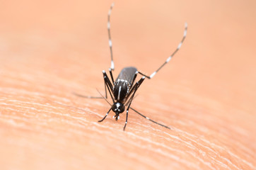 mosquito,malaria