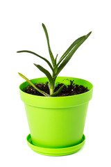 Aloe vera in green pot isolated on white