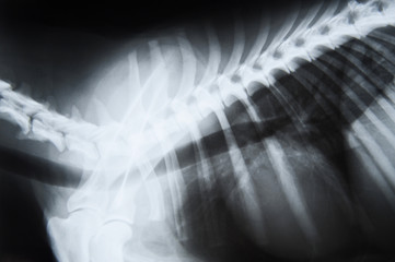 Röntgenbild eines Hundes - obrazy, fototapety, plakaty