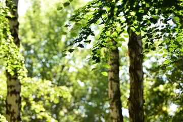 березовая роща