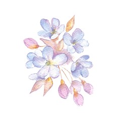 Branch with delicate flowers. Watercolor illustration