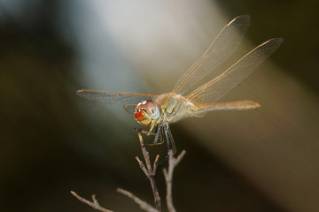 Red-veined Darter, Sympetrum fonscolombii