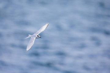 Bird in flight -  Back-naped Tern