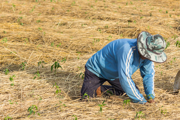 Planting