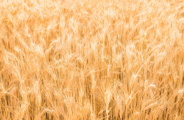 Ripe gold wheat