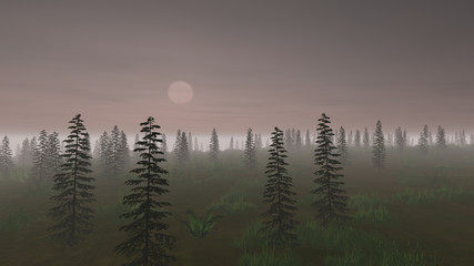 Obraz premium Sheer cliff. Christmas trees wrapped misty at night time