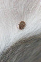 Big Ticks on a dog.