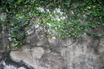 Old colonial era wall in Southeast Asia with Vines, Creepers, and Black mold and cracks